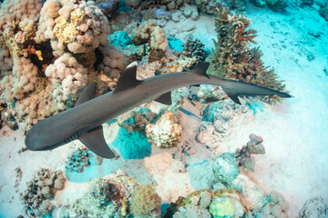Reef shark