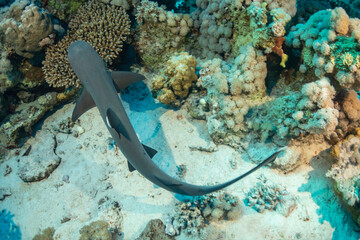 Reef shark © Nurkersi