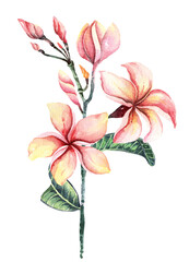 Flowers and leaves, branches of plumeria with watercolor.Isolated on white background.Tropical botanical illustrations.Set pink frangipani for summer.Plumeria flower bouquet with watercolor.