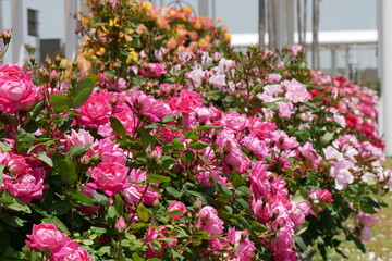 キレイに並んだ鮮やかな薔薇