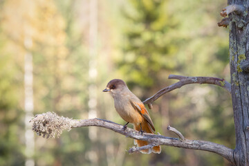 Adorable Siberian jay (Perisoreus infaustus) sitting on an old branch in Finnish nature