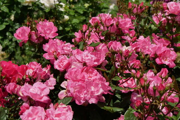 鮮やかなピンクの薔薇たち