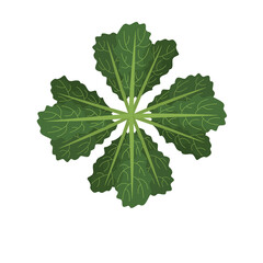 Illustration of fresh green leaves in a circular position