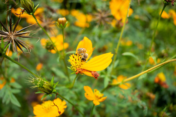 bee collecting nectar and polonizing yellow flower to make honey