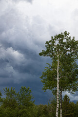 Obraz premium Dark storm clouds in the sky and silhouette of trees