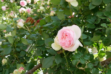 白とピンクの薔薇