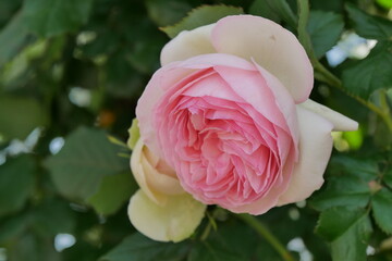 白とピンクの薔薇のアップ
