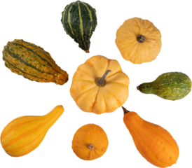 top view of pumpkins