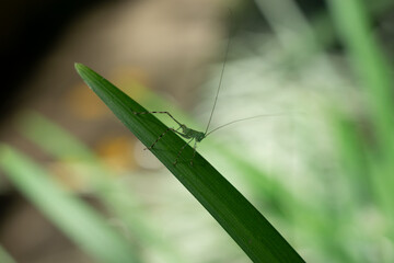 small green cricket perched on a long green leaf