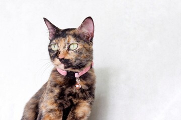 A tortoiseshell cat sitting on a table with white wall background 