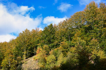 Fototapeta premium trees in the mountains