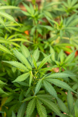 Culture du cannabis - Gros plan sur un plant de cannabis en phase de croissance en culture extérieur