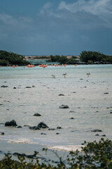 Fototapeta premium Flamingos on the beach under a cloudy blue sky