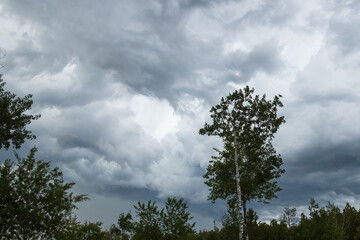 Obraz na płótnie Canvas Dark storm clouds in the sky and silhouette if trees