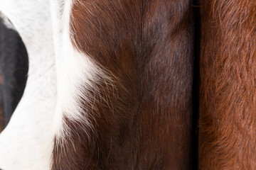 caffe color cowhide leather with white hairs in leather goods