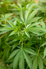 Culture du cannabis - Gros plan sur un plant de cannabis en phase de croissance en culture extérieur