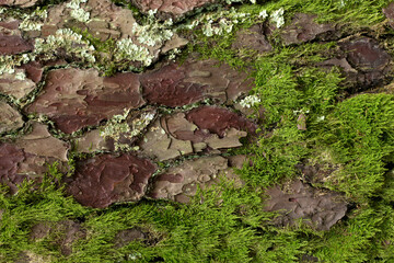 Moss Cover on Pine Tree Bark Close Up Texture