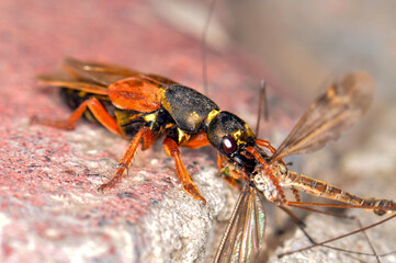 Staphylinidae or short-winged beetle eats a mosquito, Kharkiv, Ukraine