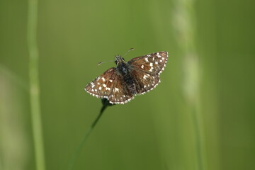 Tiny brown butterfly resting on a plant in nature