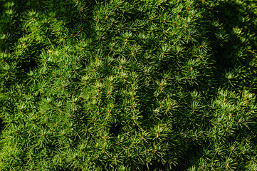 Background, texture of a green coniferous tree with needles on the branches. Close-up photography of nature.