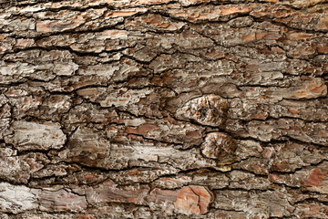 Rough Pine Tree Bark Texture