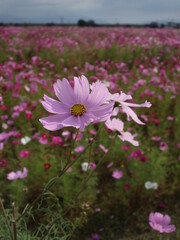 コスモスの接写