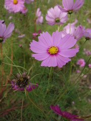 コスモスの接写