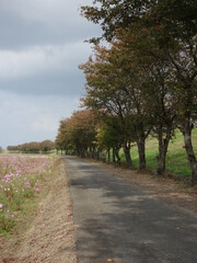 コスモス畑と並木道