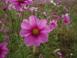 コスモスの接写