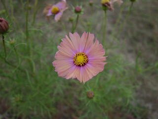 コスモスの接写