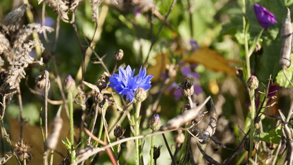 Blühende Blume im Herbst
