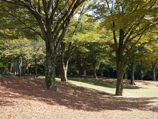 美しい紅葉に彩られた公園