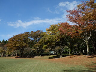 美しい紅葉に彩られた公園