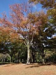 美しい紅葉に彩られた公園