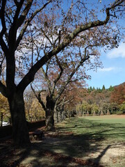 美しい紅葉に彩られた公園