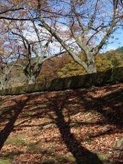 美しい紅葉に彩られた公園