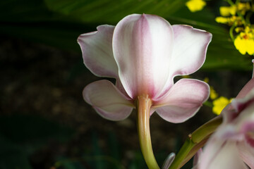 Natural orchid stem displaying its pink petals
