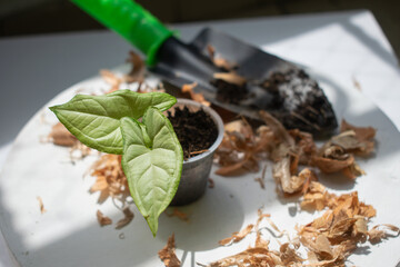 Fototapeta na wymiar small green leafy plant ready to be transplanted