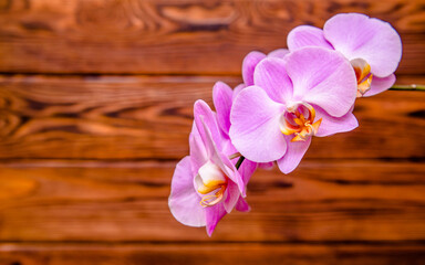 A branch of purple orchids on a brown wooden background
