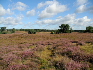 Westruper Heide