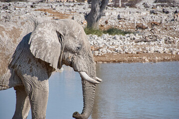 Fototapeta premium African Elephant at the Okaukuejo water hole in Etosha Namibia