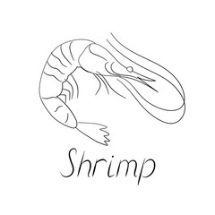 Shrimp prawn illustration and hand-written inscription. Vector logo