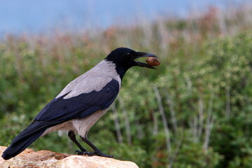 Hooded crow in a city park in Israel