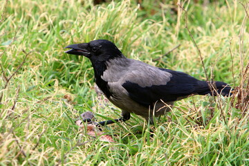 Hooded crow in a city park in Israel