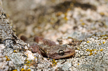 Naklejka premium Europäischer Blattfingergecko // European leaf-toed gecko (Euleptes europaea) - Sardinien, Italien