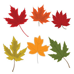 Naklejka na ściany i meble The design card element pattern for the leaf of maple in nature's autumn and Christmas holiday in winter thanksgiving and celebrate in October of every year.