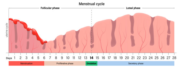 Menstrual cycle chart. Menstruation, proliferative ovulation and secretory phases. Follicular phase, ovulation and luteal phase. - obrazy, fototapety, plakaty