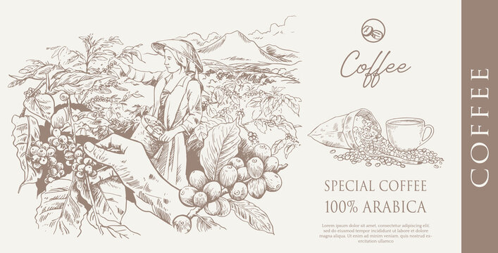 coffee packaging label of ink drawing on paper for promotion design. coffee promotion banner of coffee bean picker image in vintage style.