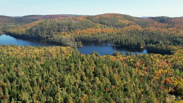 Aerial view drone of Canadian park during autumn, with a river. Wonderful colors. 4K.