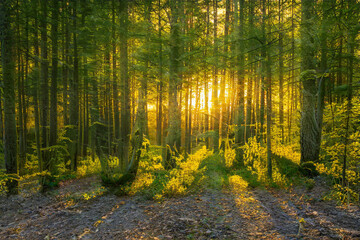 Fototapety na wymiar - Fototapeta24.pl